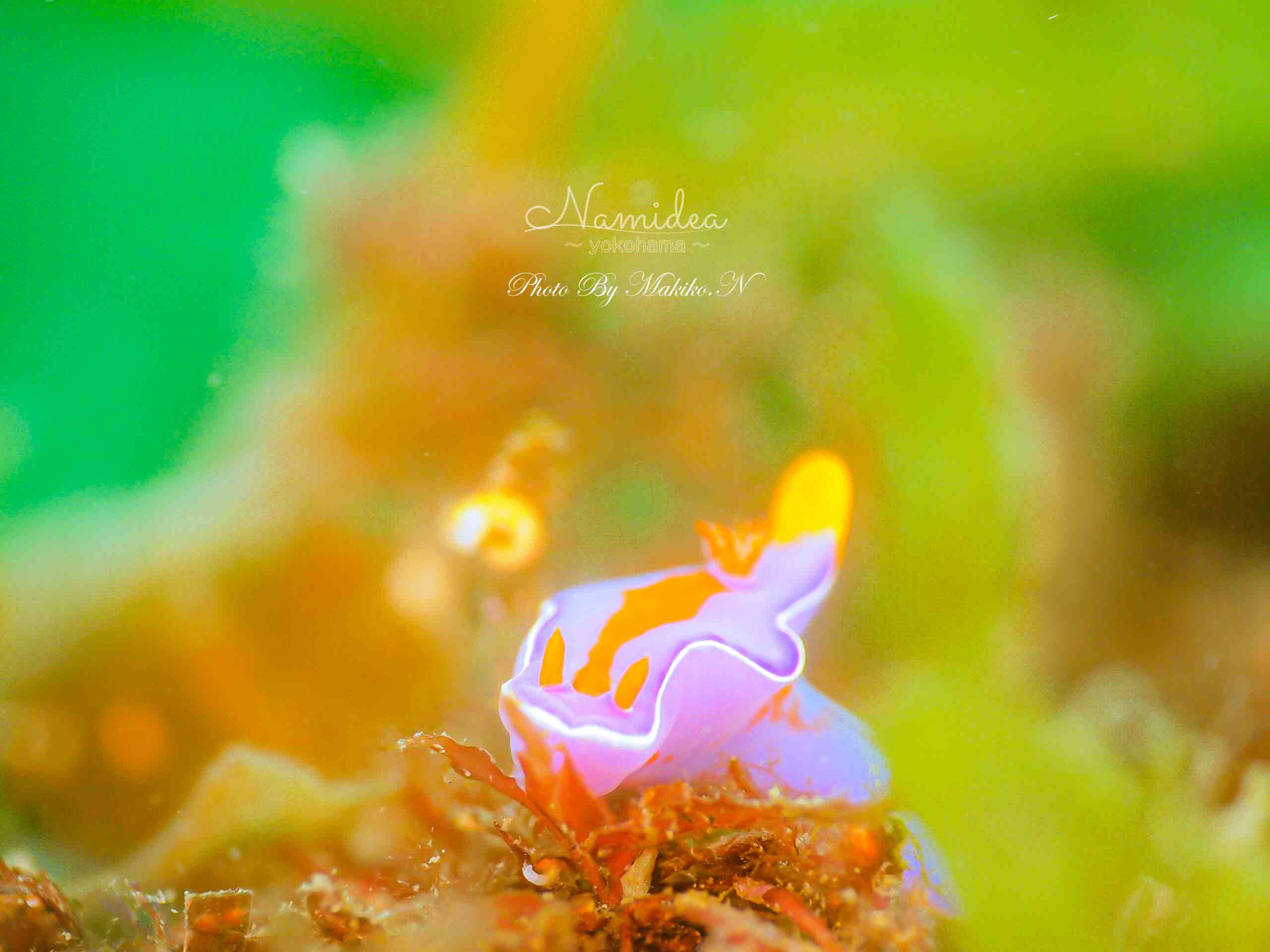 Namidea リングライトブーム到来！