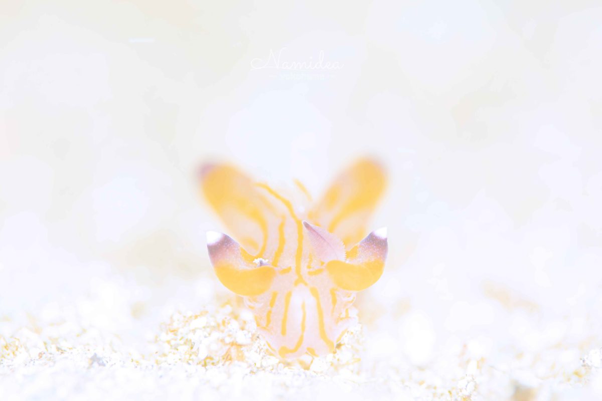 Namidea クチナシツノザヤウミウシに会いに!