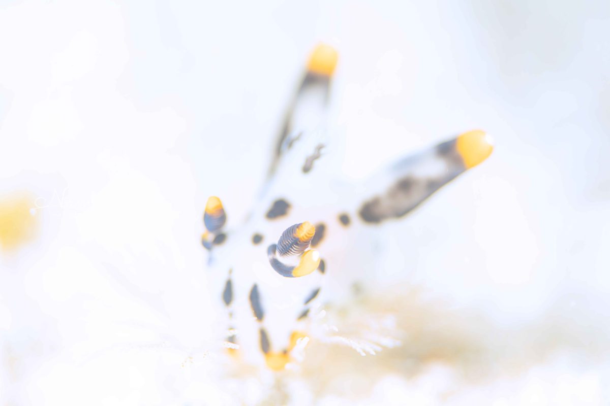 Namidea クチナシツノザヤウミウシに会いに!