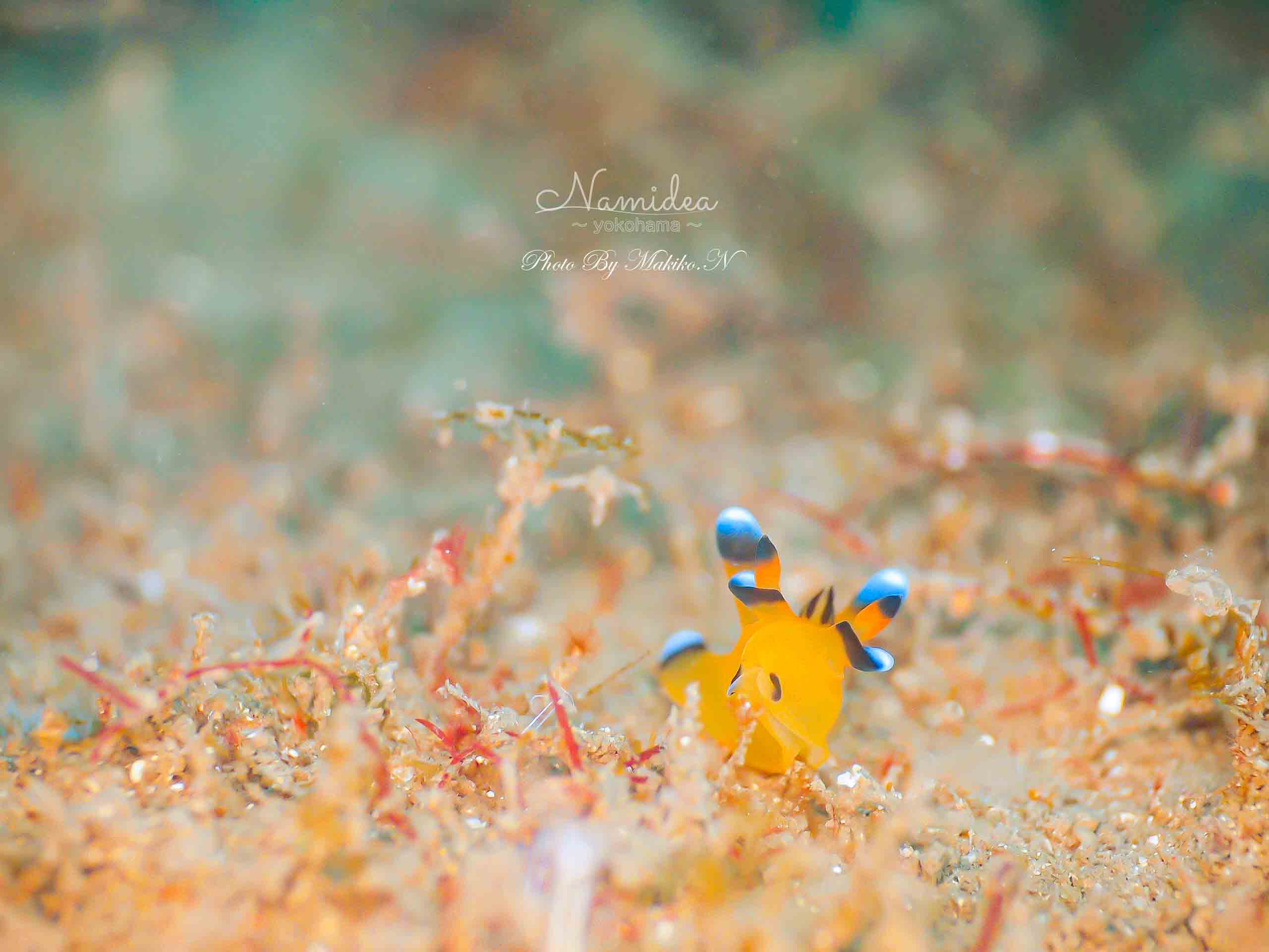 Namidea リングライトブーム到来！