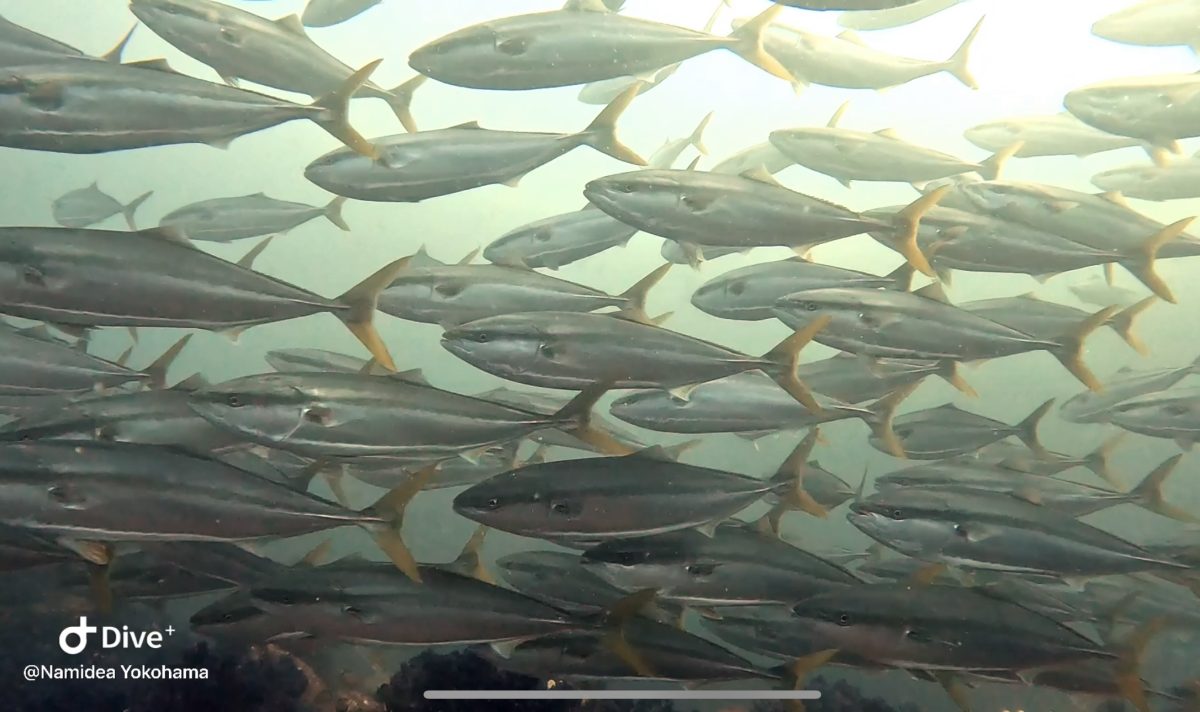 Namidea 新しい週のスタート!