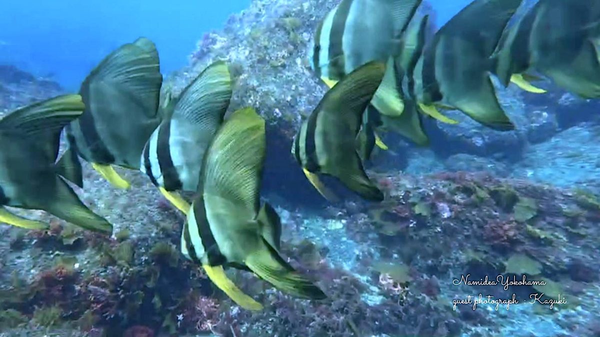 野田浜 ツバメウオ