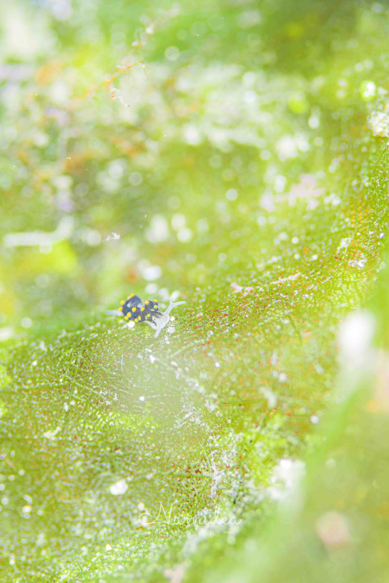 Namidea けいたちゃんのカメラ日記〜田子編〜