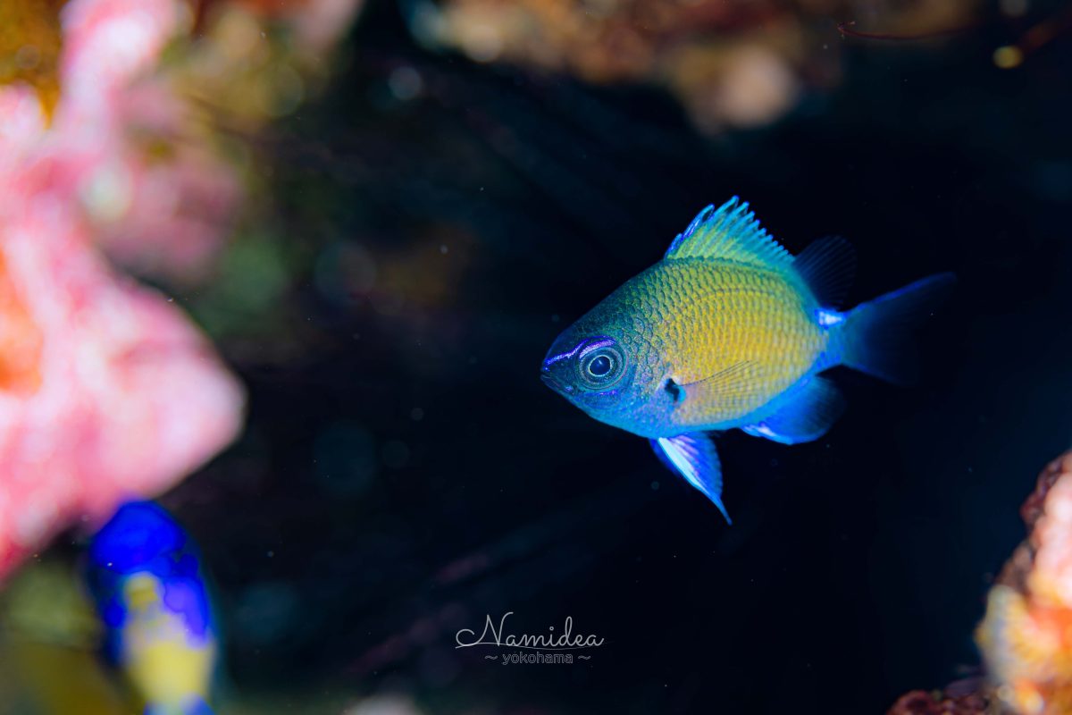 Namidea 5月らしい陽気の水曜日！