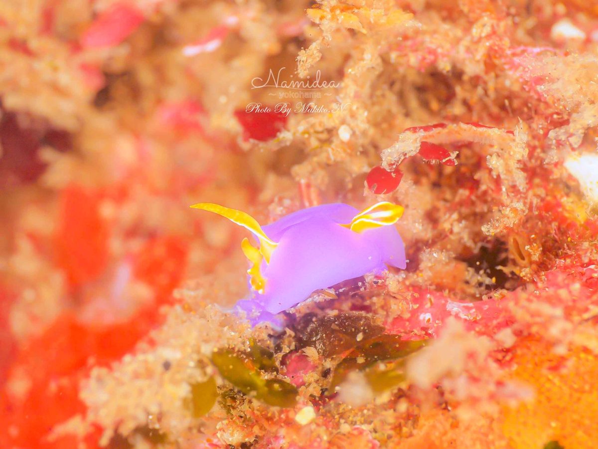 Namidea リングライトブーム到来！