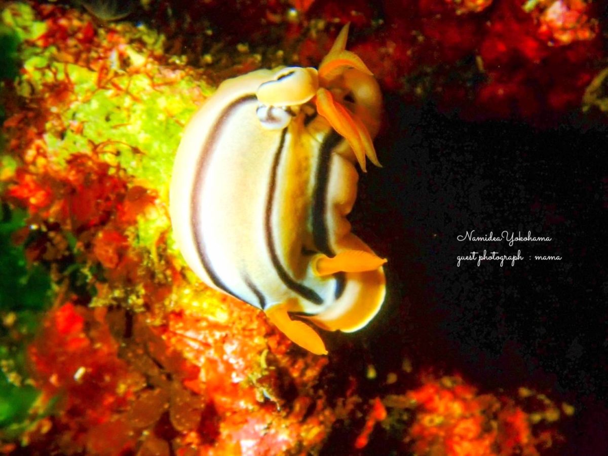 伊豆大島　コールマンウミウシ