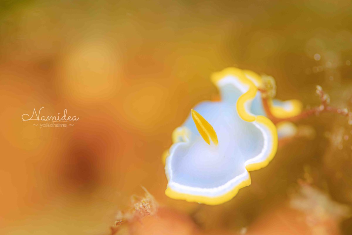 Namidea けいたちゃんのカメラ日記〜田子編〜