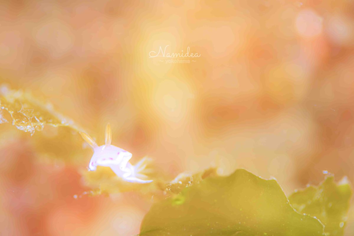 Namidea けいたちゃんのカメラ日記〜田子編〜