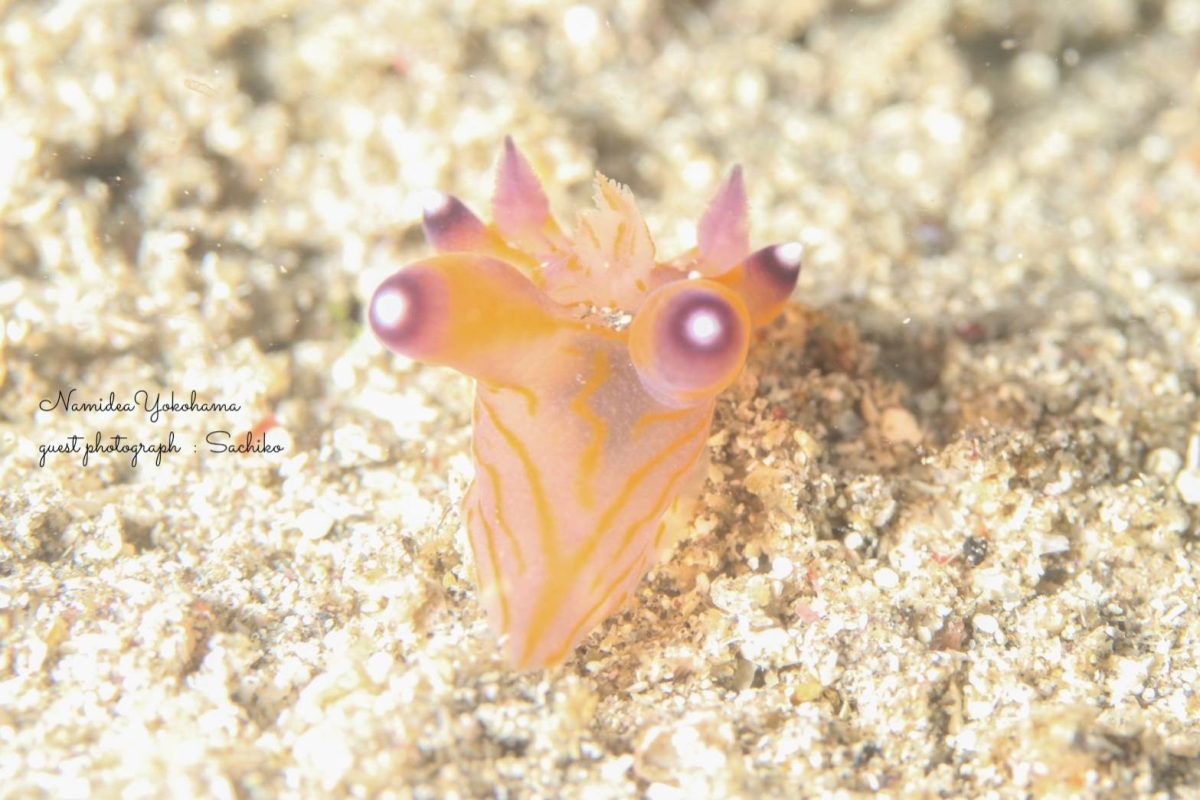 クチナシツノザヤウミウシ