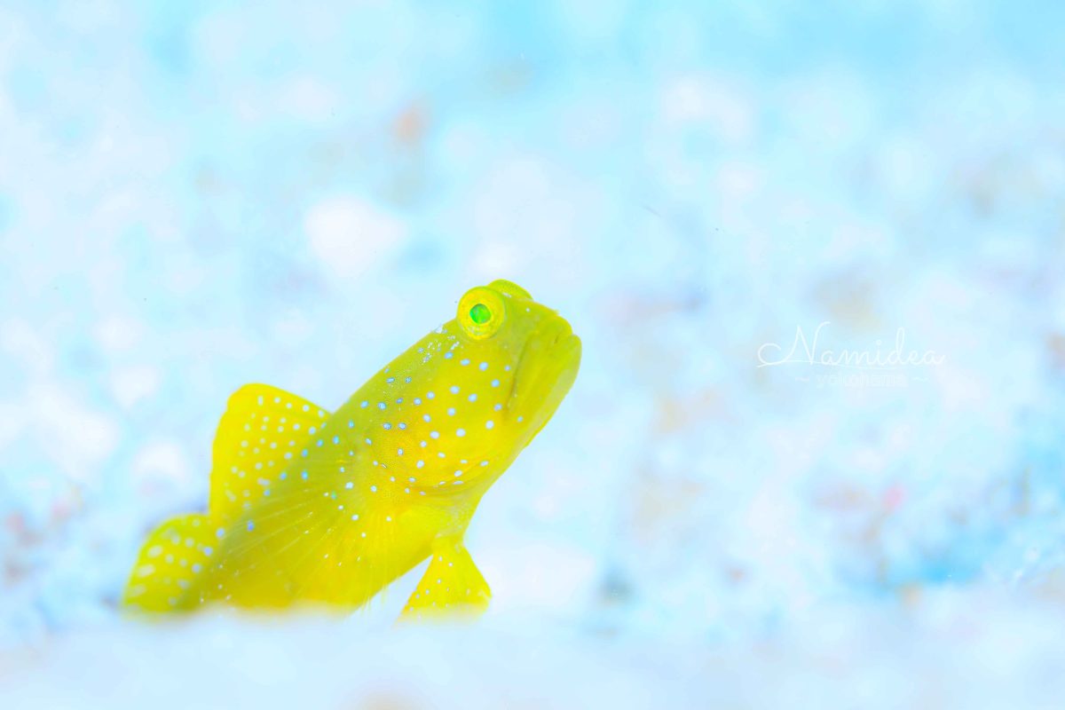 Namidea 週の始まり！