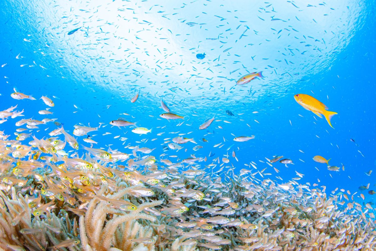 Namidea 渡嘉敷島ツアー！