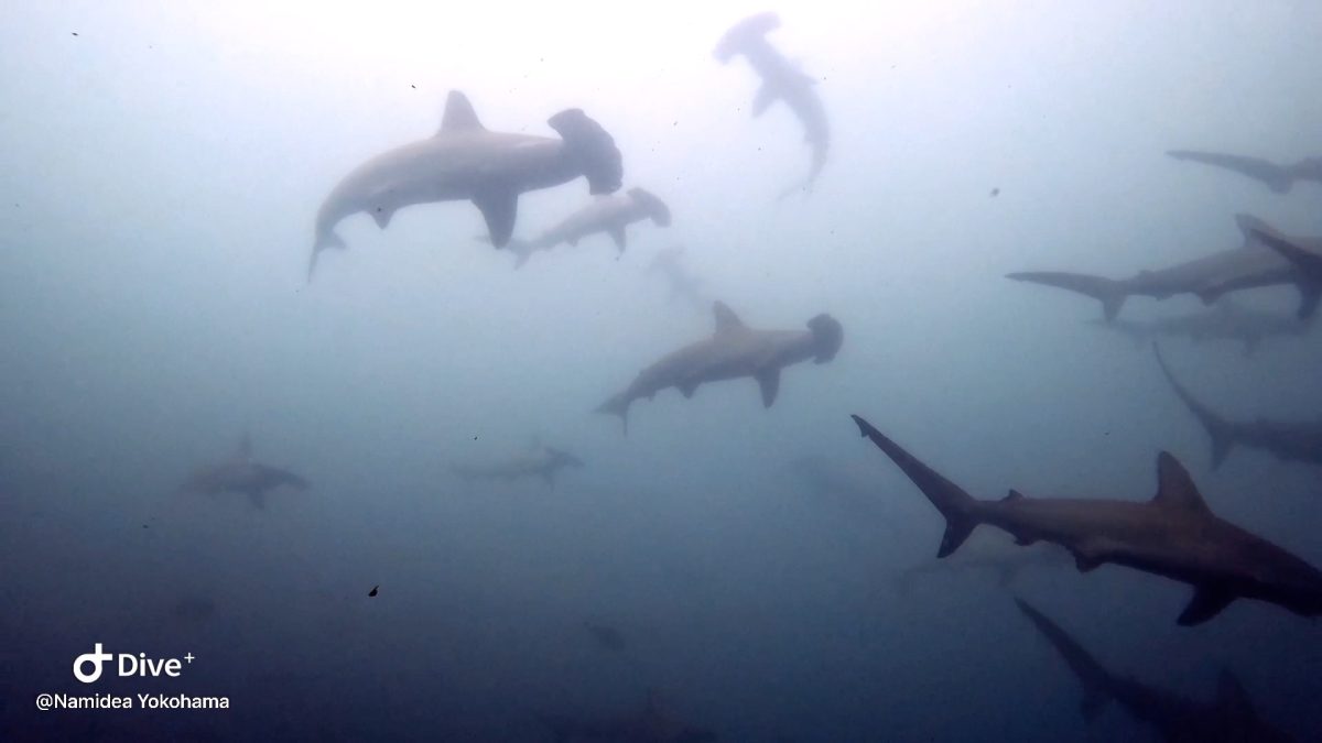 押切JAPAN🇯🇵神子元島ツアー奮闘記〜6月〜