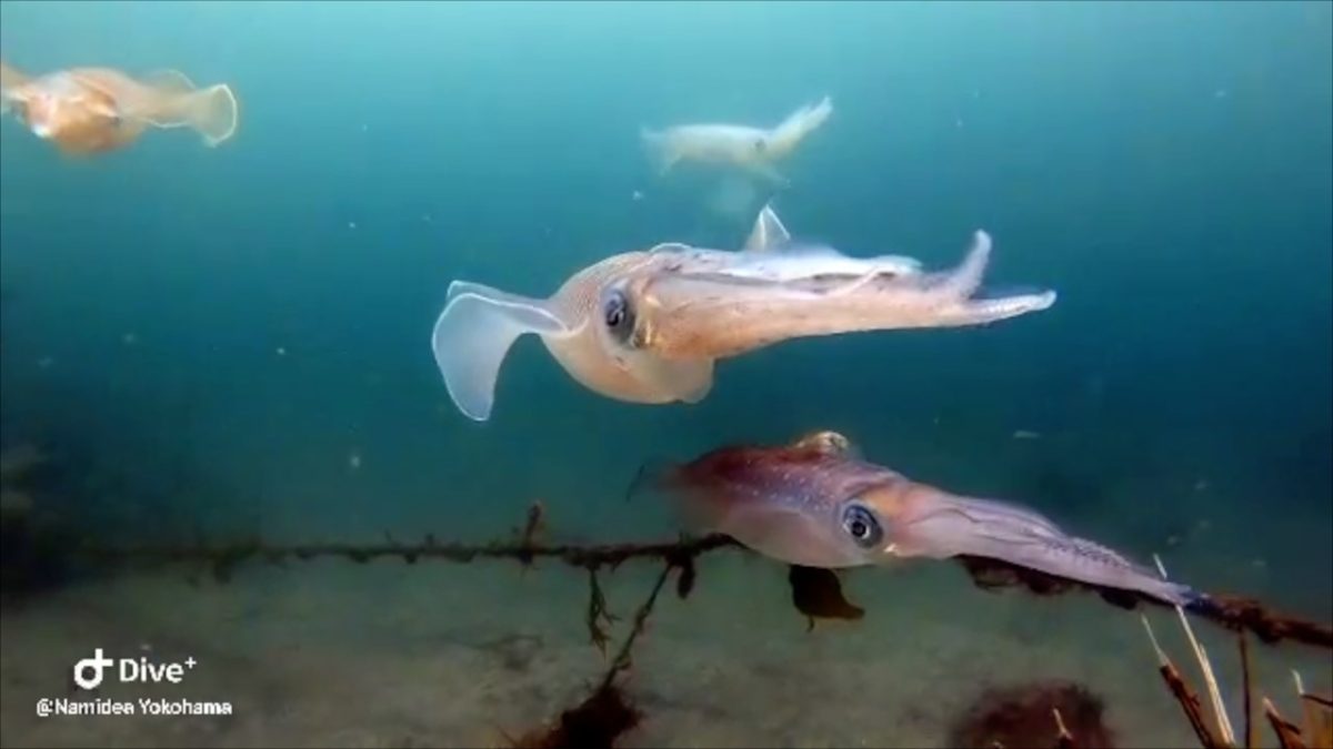 Namidea 今週ももちろんアオリイカ！