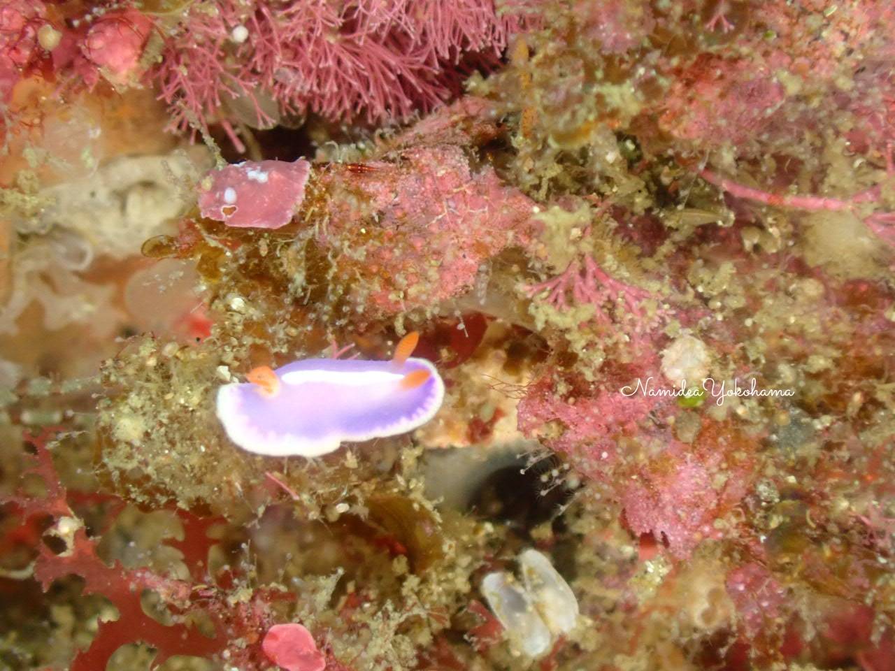 フジイロウミウシ