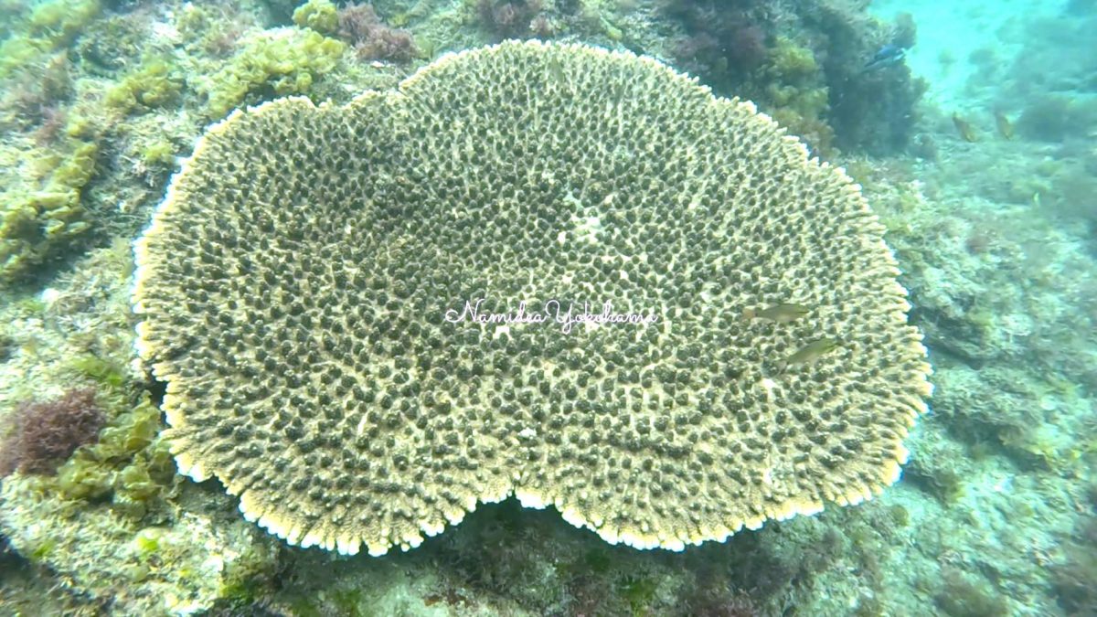 神奈川県内のサンゴ