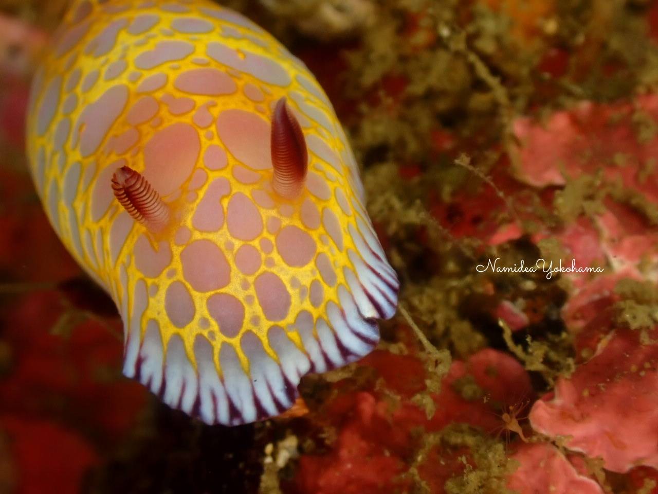 ボブサンウミウシ