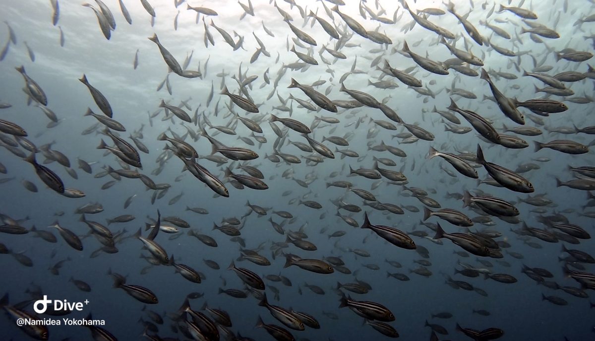 Namidea 押切JAPAN🇯🇵ハンマー初め！