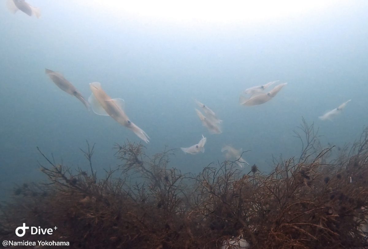今日も旬なアオリイカツアー！
