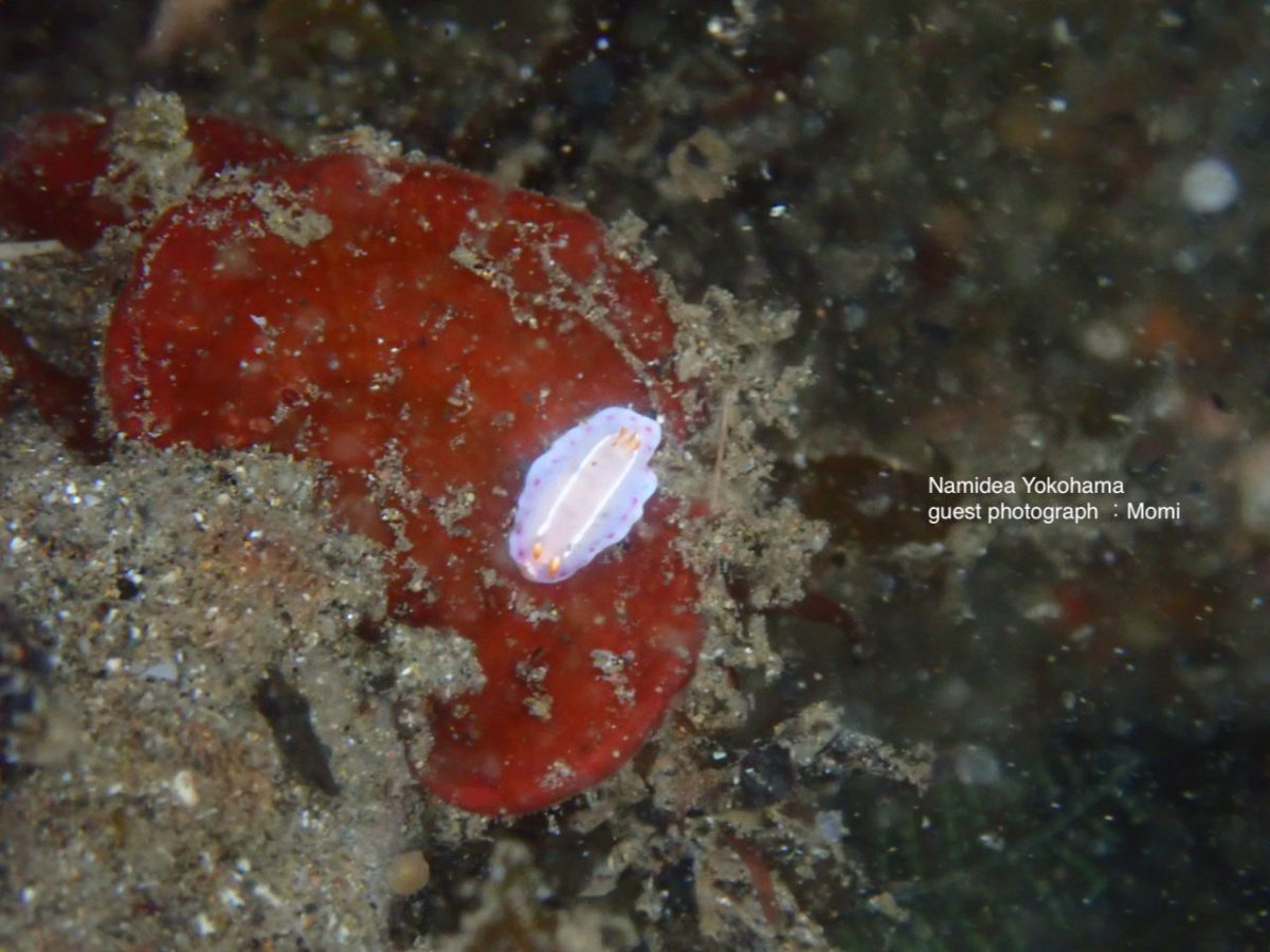 北川　ハナイロウミウシ