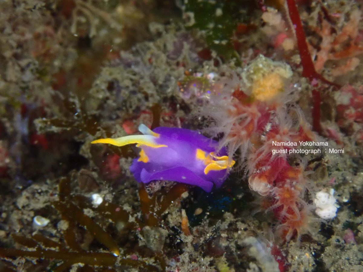 北川　ムラサキウミコチョウ