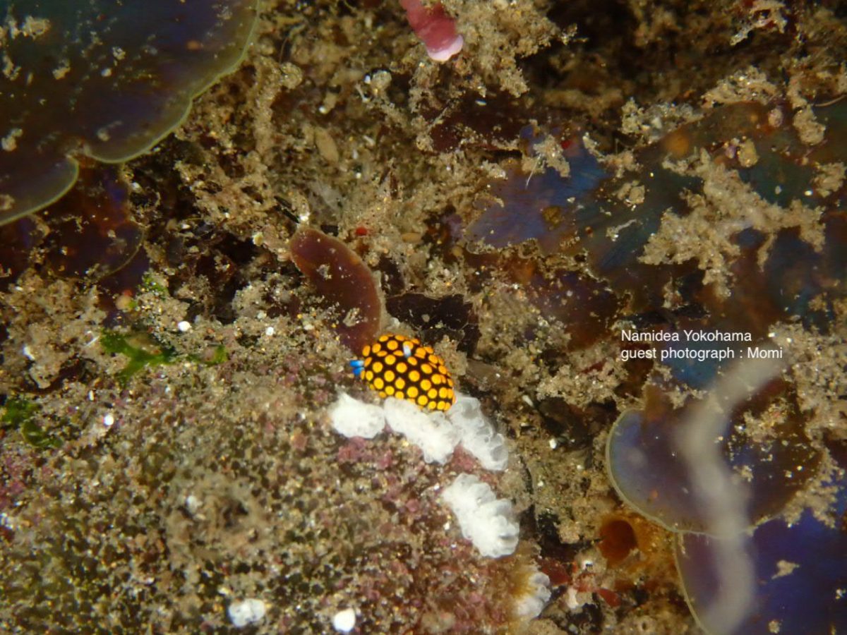 北川　テントウウミウシ