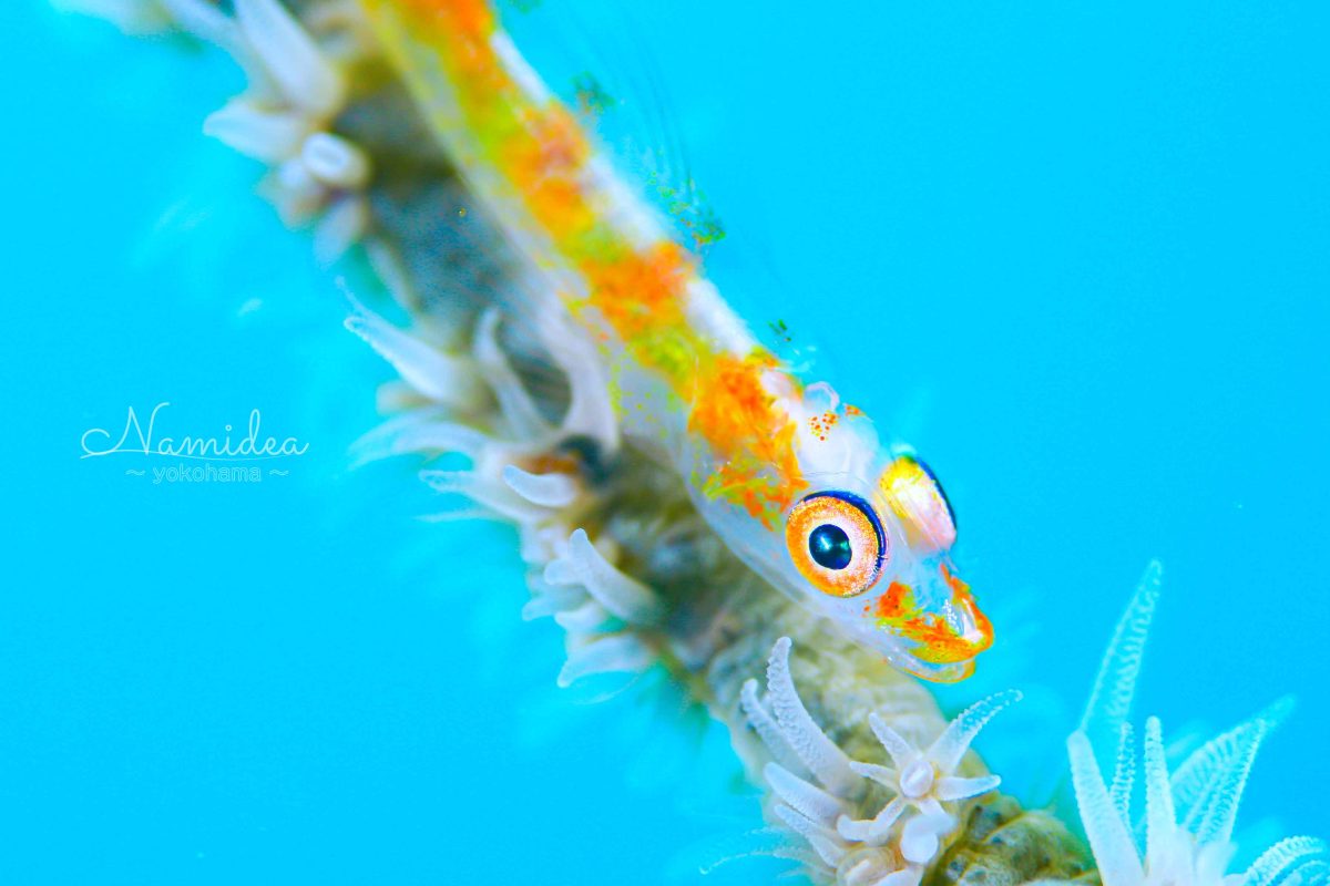 Namidea 今日から短パン生活！