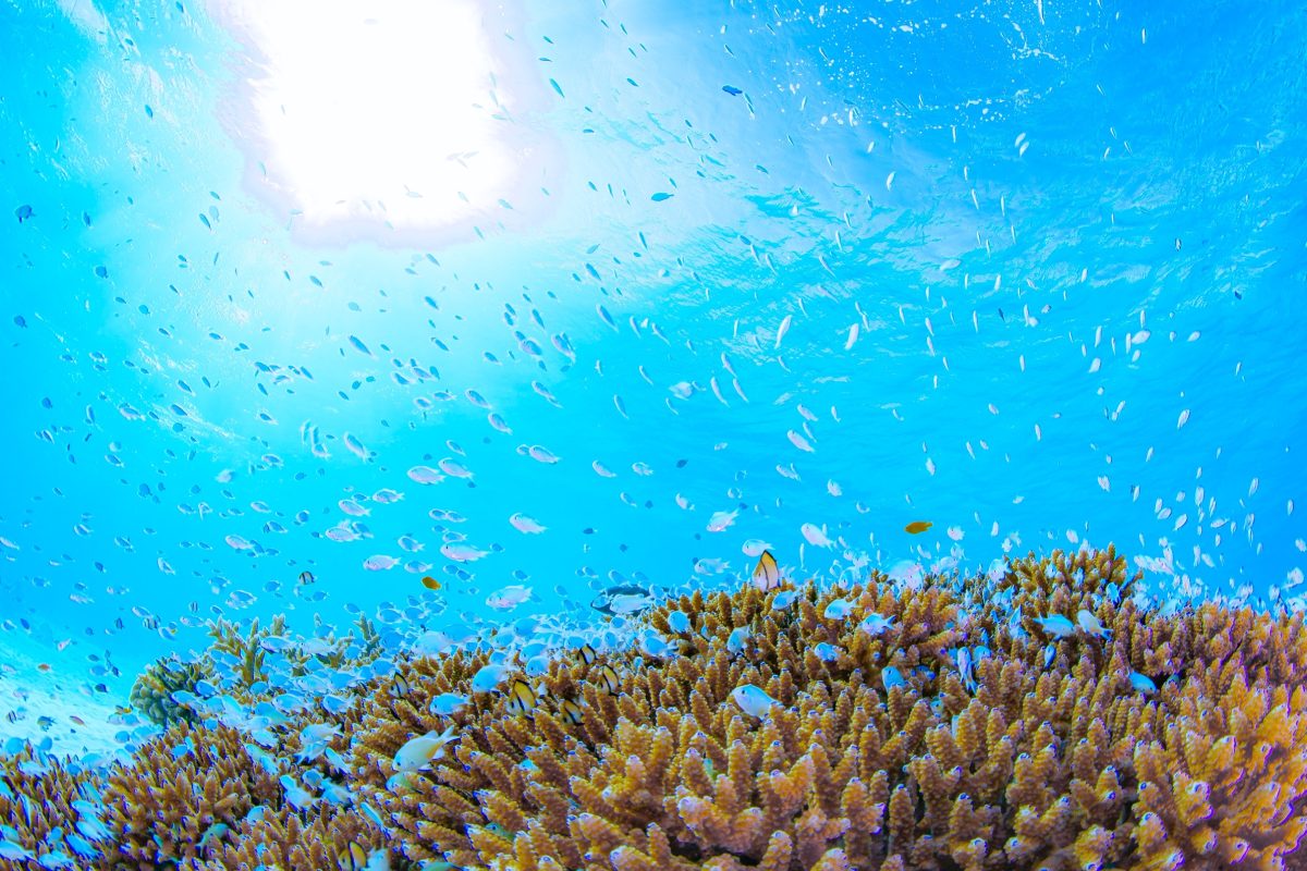 Namidea 渡嘉敷島ツアー！