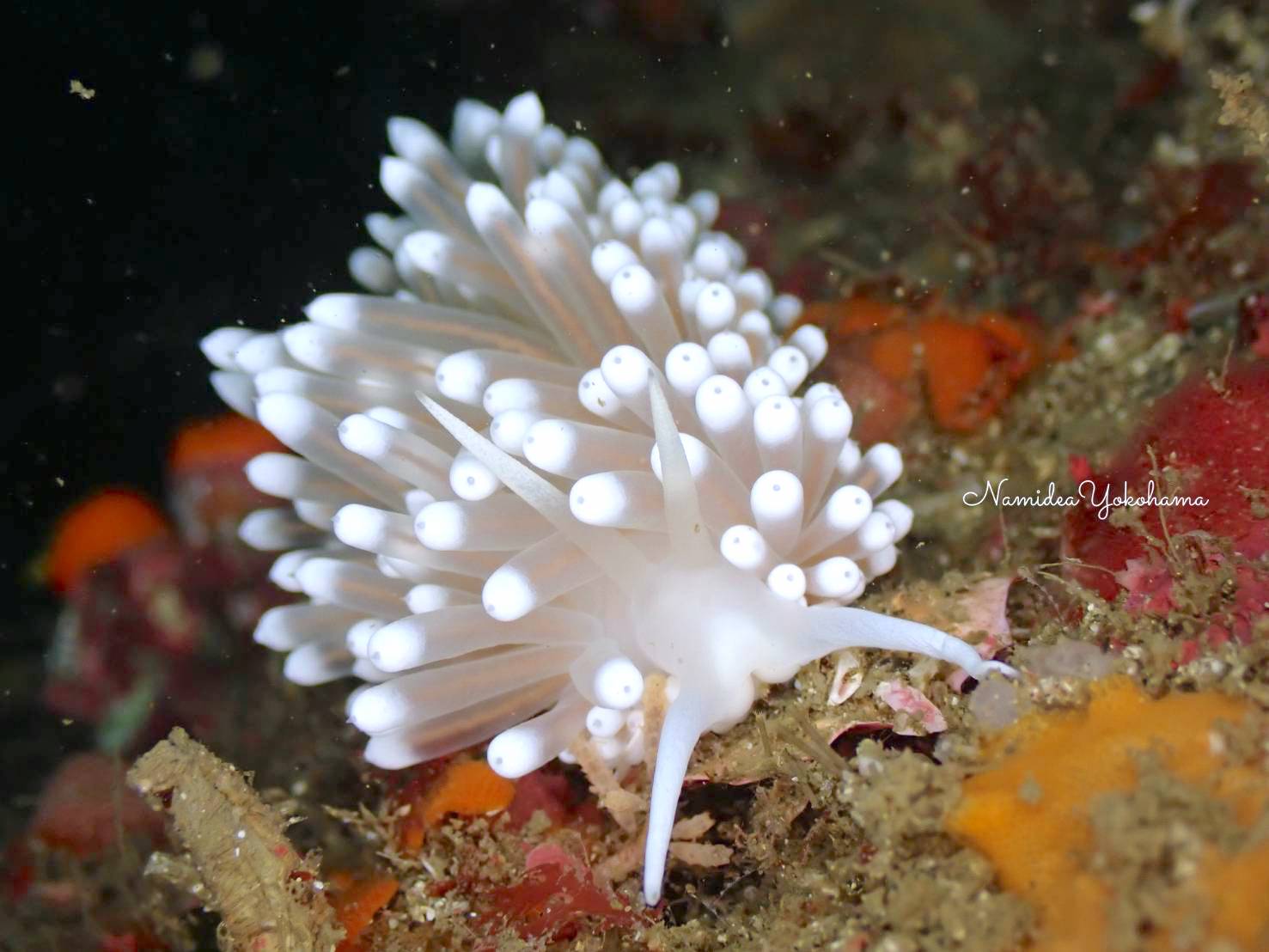 目的のウミウシはガーベラミノウミウシ！！ | 横浜のダイビング