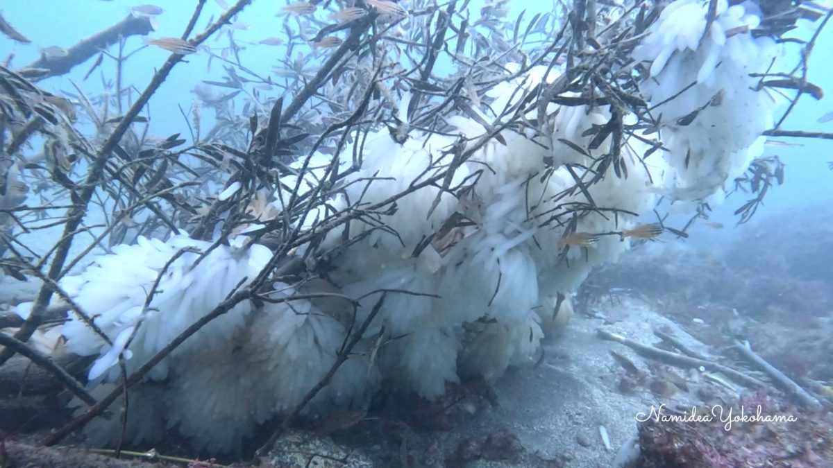 アオリイカの産卵床 福浦