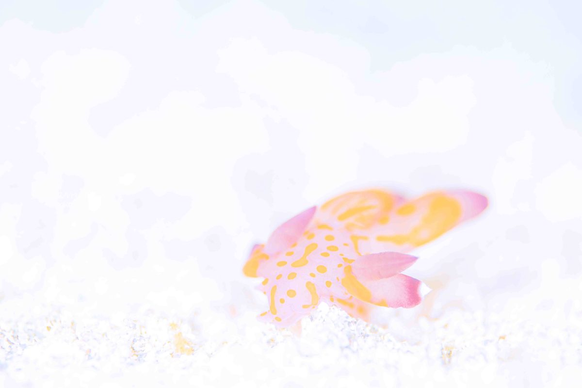 Namideaカメラ日記富戸編!