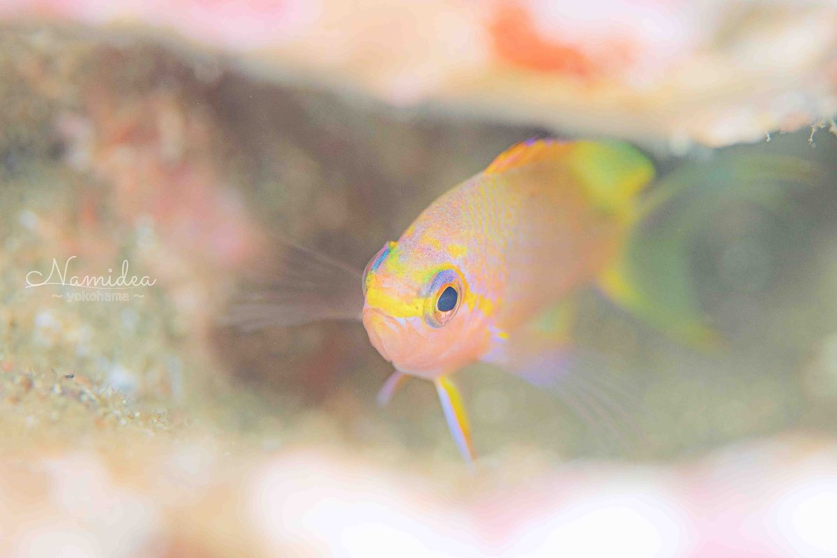 Namideaカメラ日記富戸編!