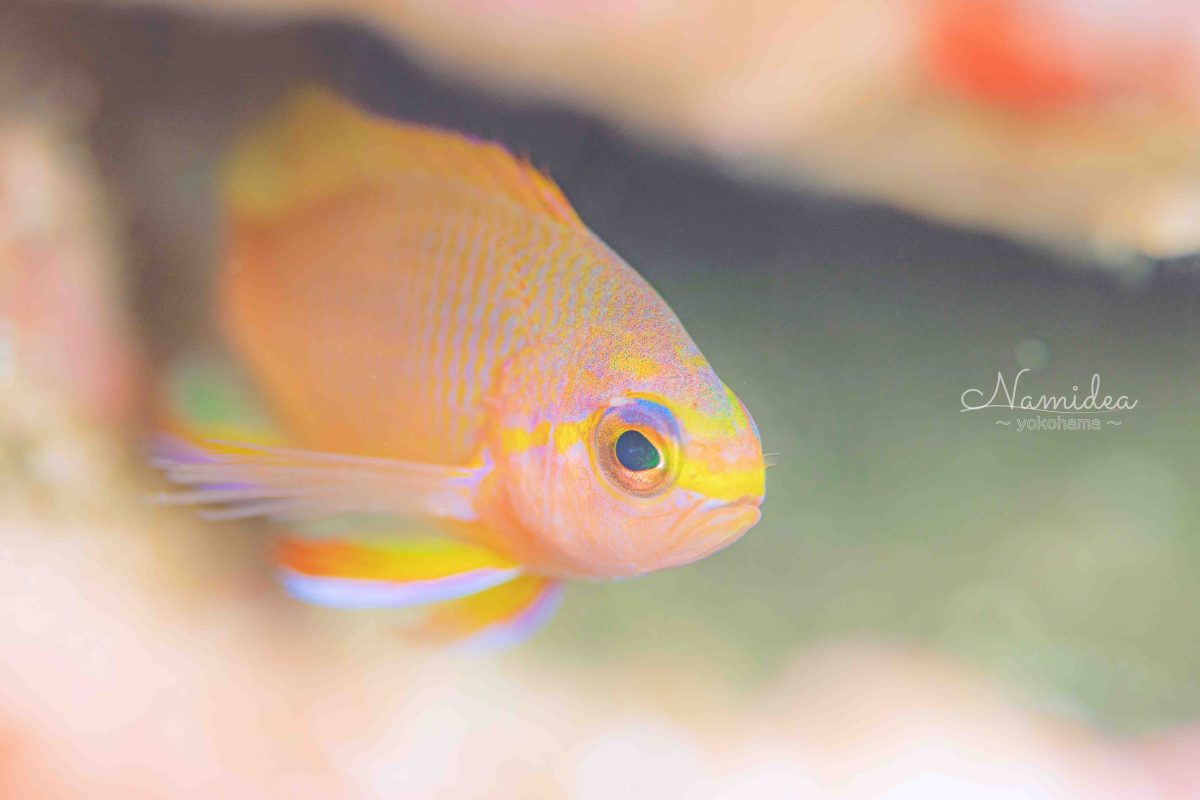 Namideaカメラ日記富戸編!