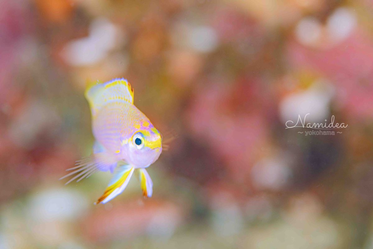 Namidea けいたちゃんカメラ日記!