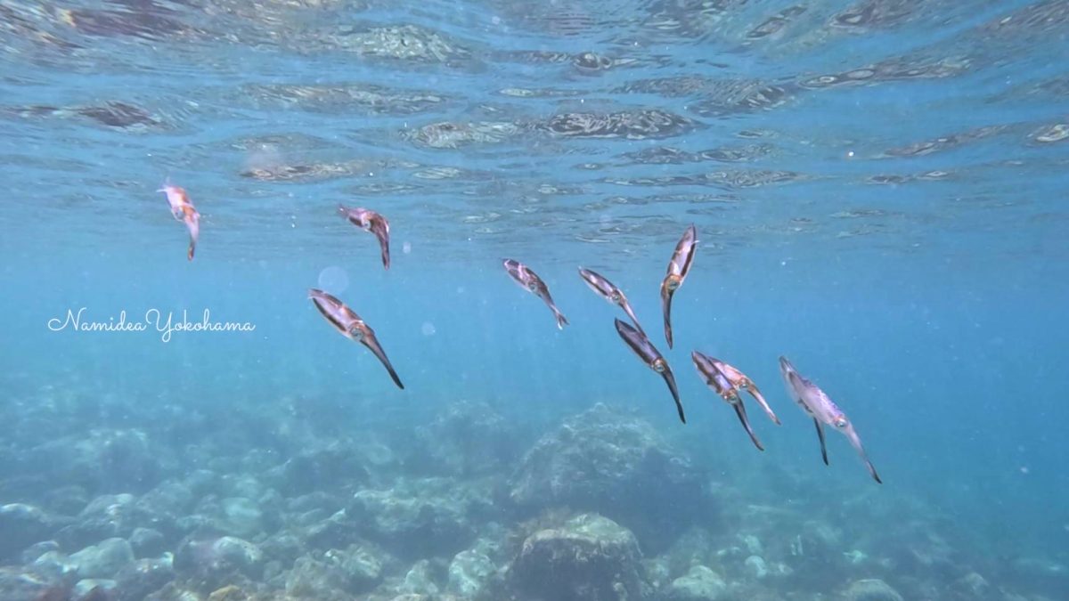 アオリイカの赤ちゃん