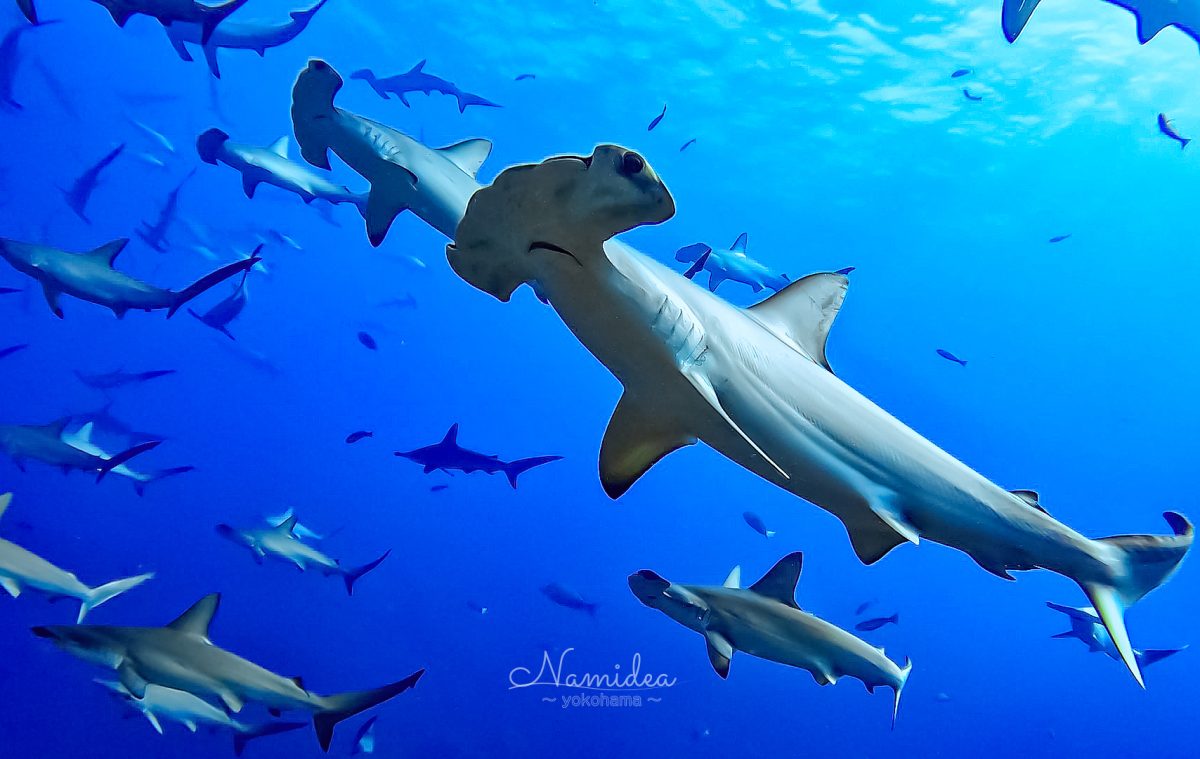 Namidea 押切JAPAN🇯🇵カメラ日記!