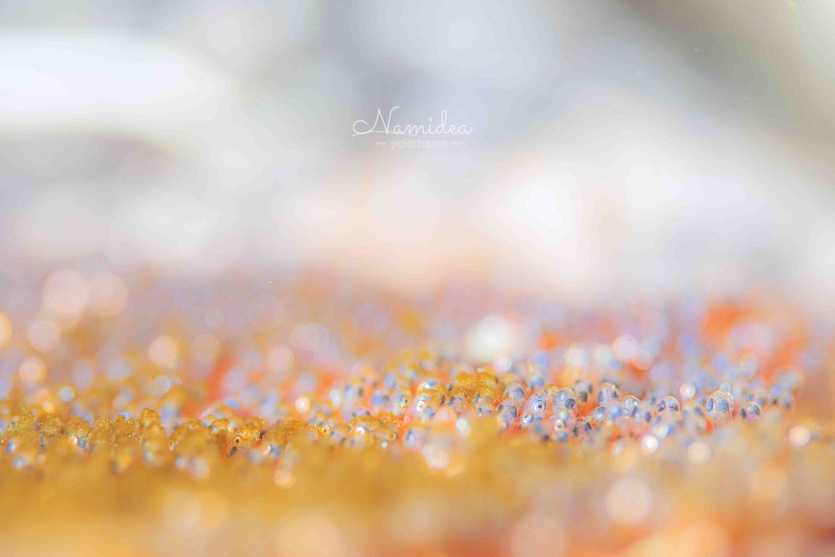 Namidea けいたちゃんカメラ日記!