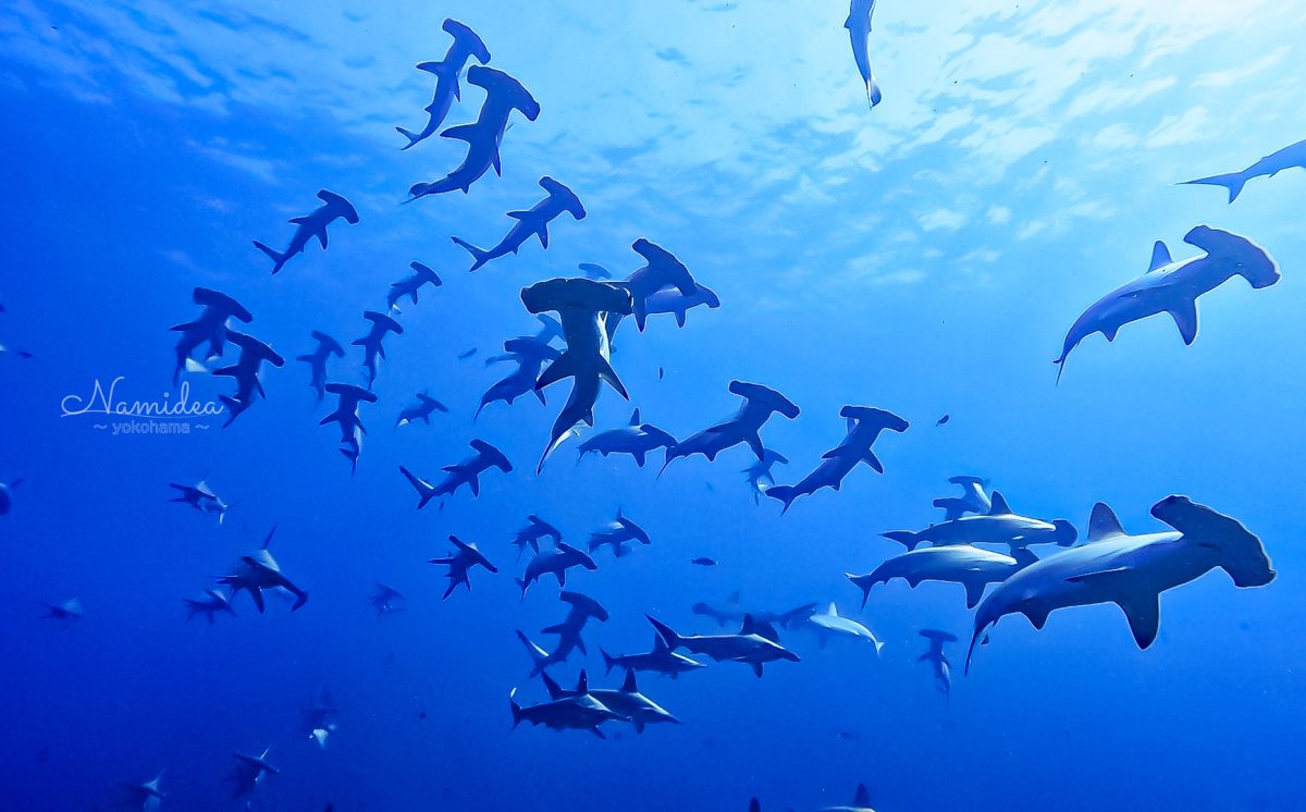 Namidea 押切JAPAN🇯🇵カメラ日記！