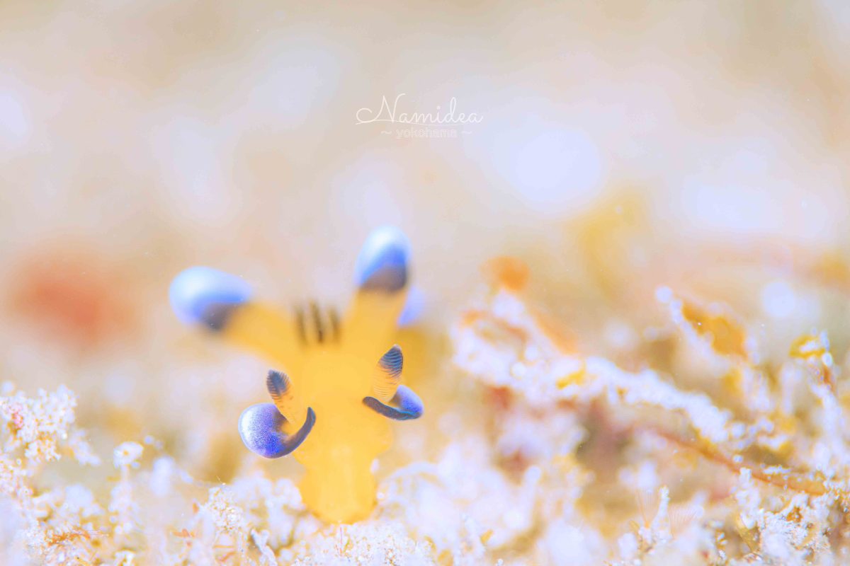 Namidea 初島ツアー開催！