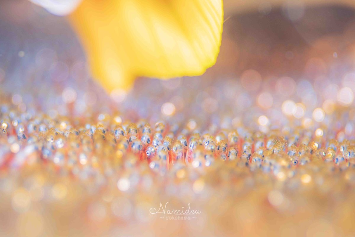 Namidea けいたちゃんカメラ日記!