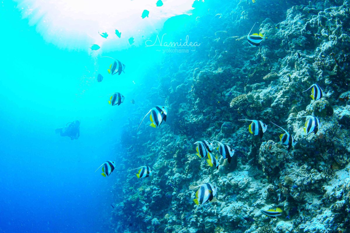 Namidea 北川ボートツアー開催！