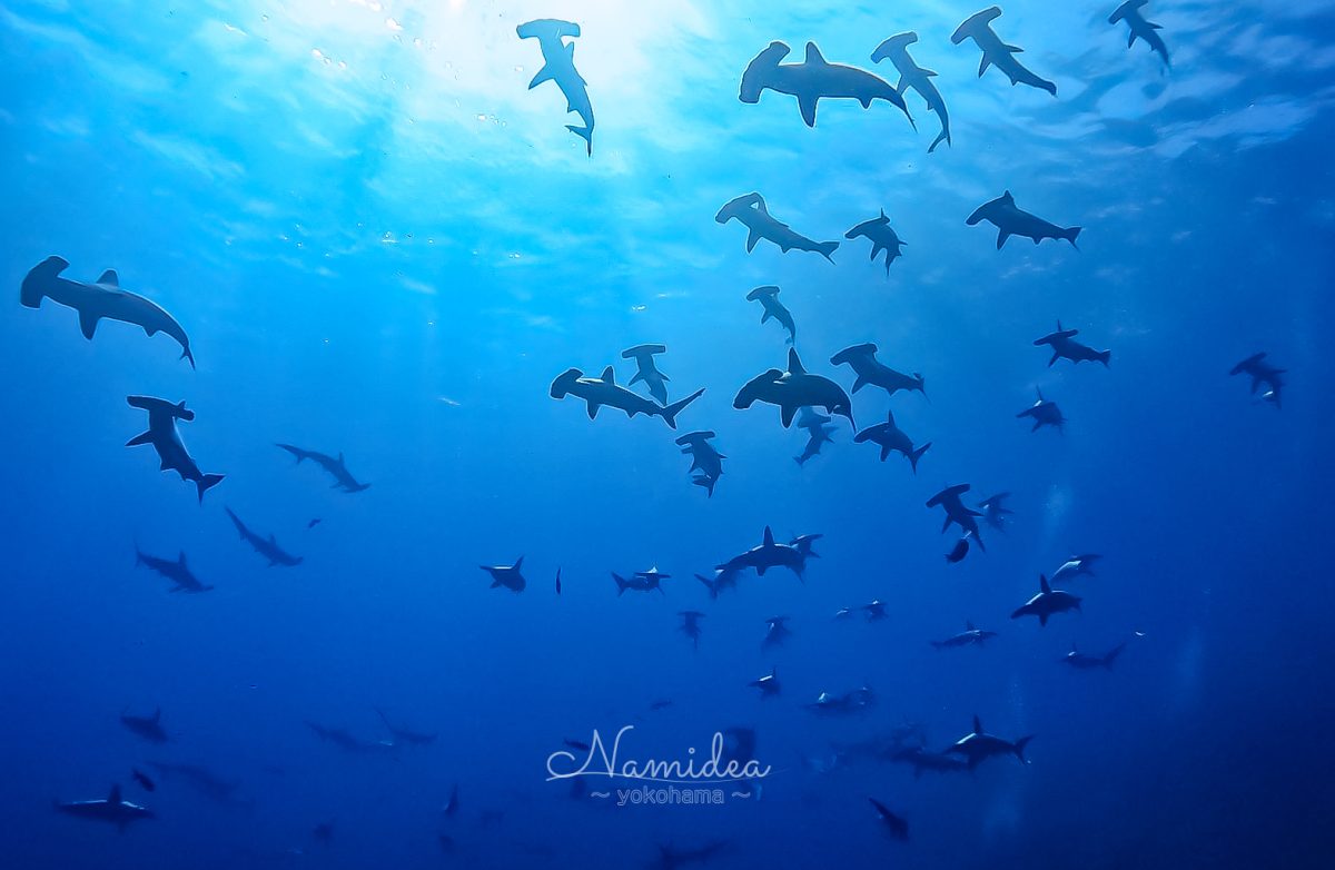 Namidea 押切JAPAN🇯🇵カメラ日記！