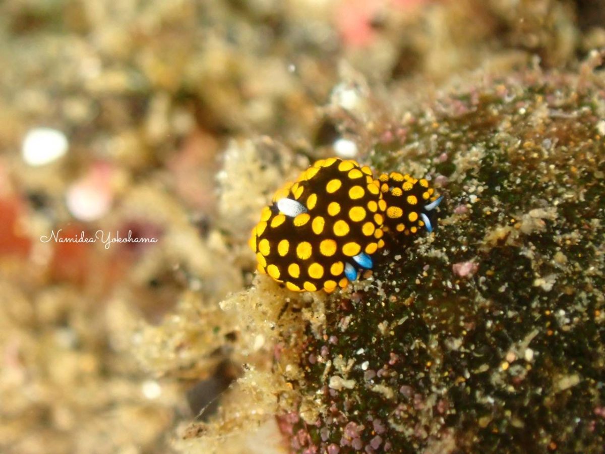 テントウウミウシペア