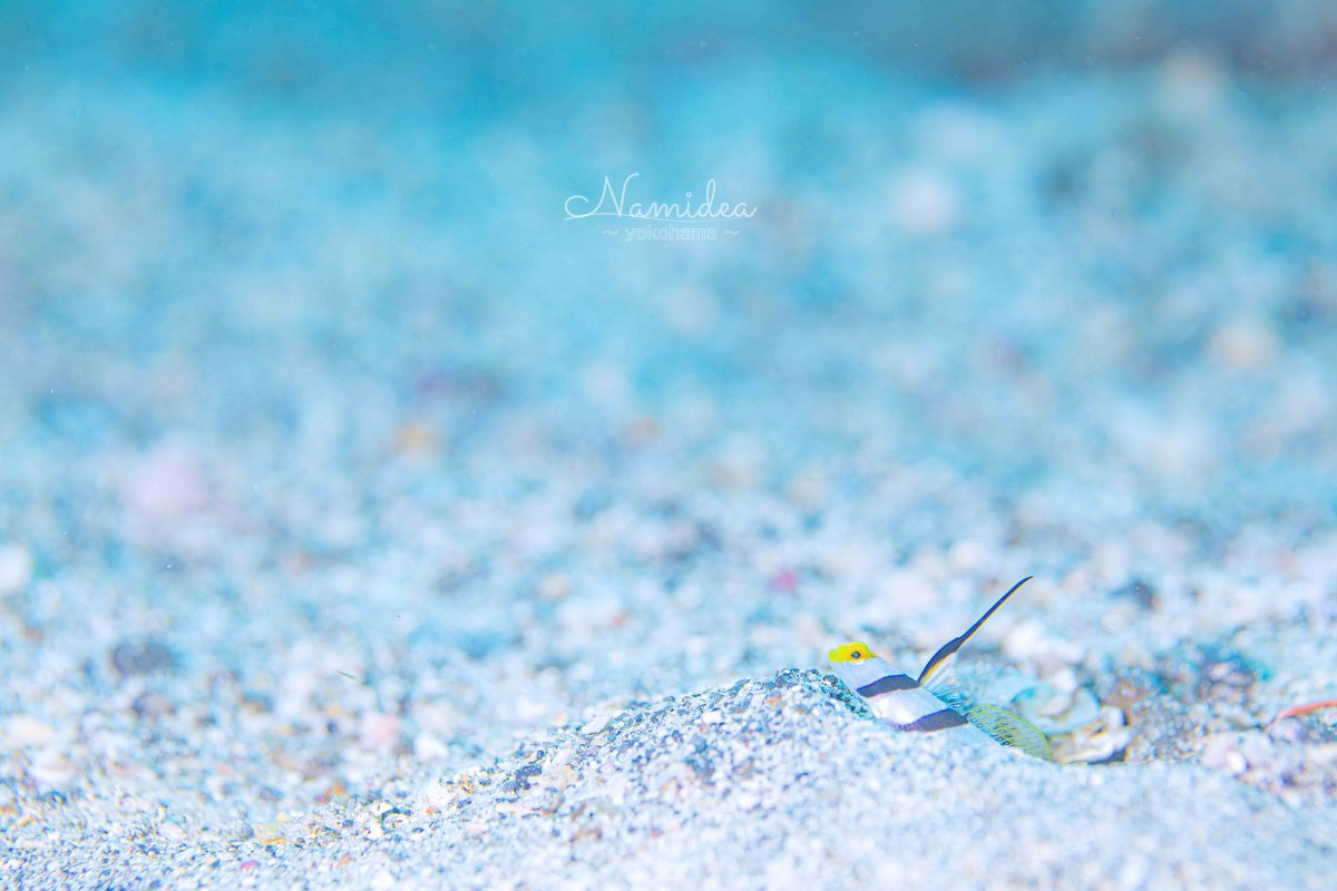 Namidea 2023七夕ダイブ!