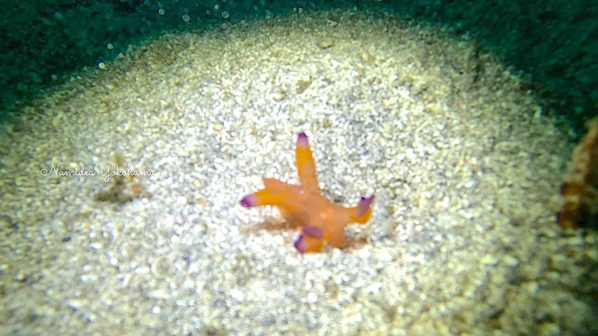 クチナシツノザヤウミウシ証拠写真です