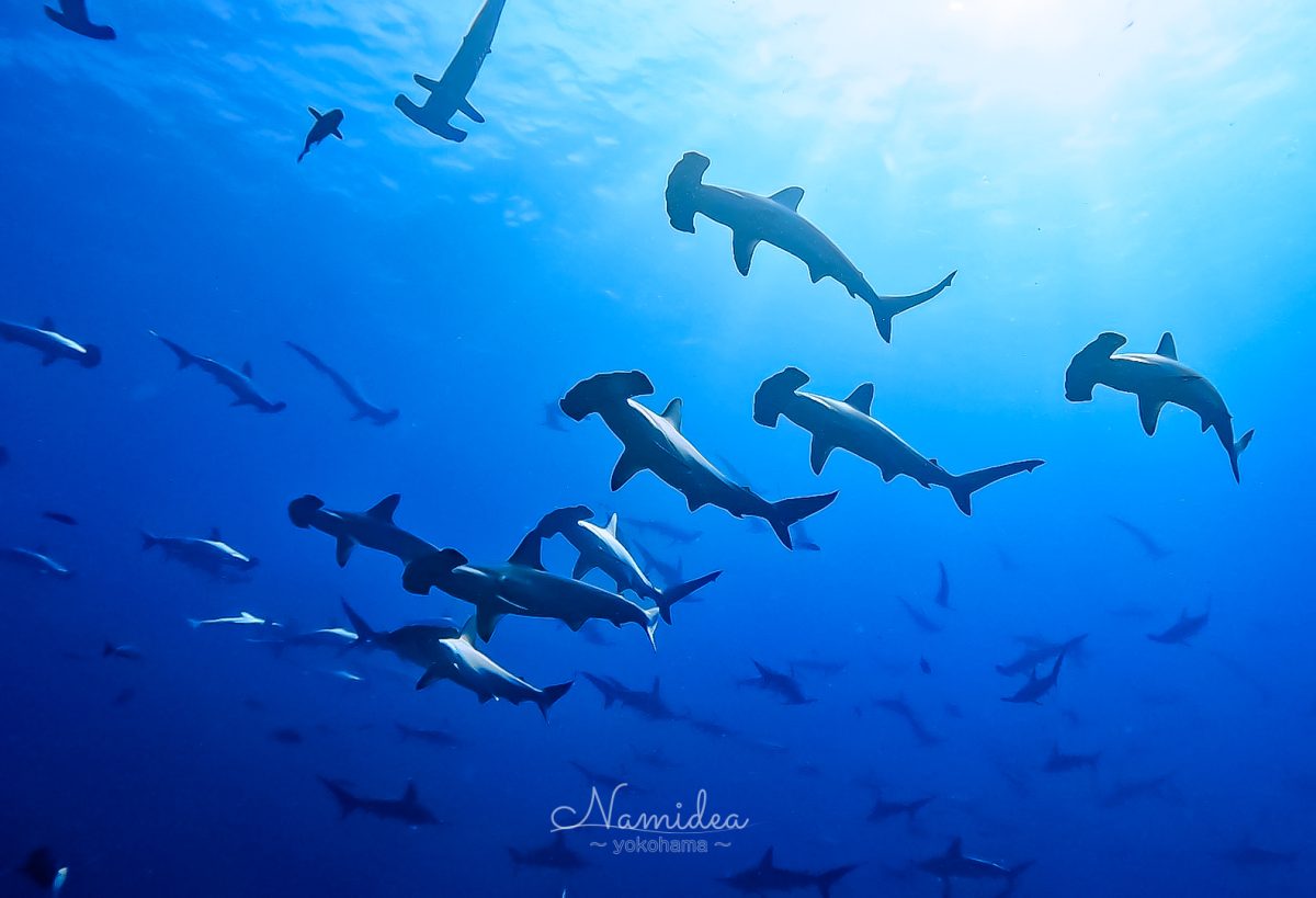 Namidea 押切JAPAN🇯🇵カメラ日記！