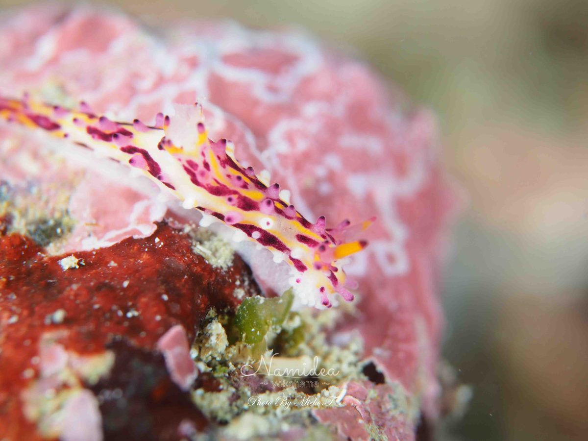 台風明けは富戸でダイビング!