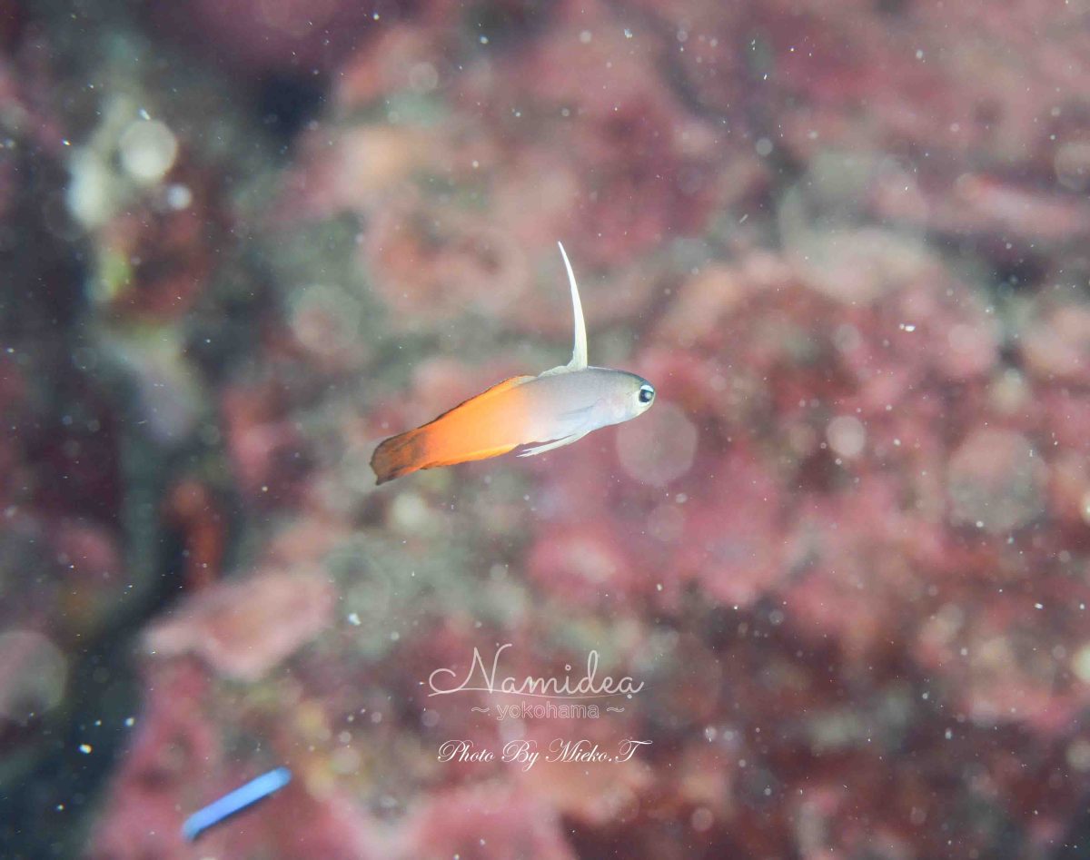 台風明けは富戸でダイビング!