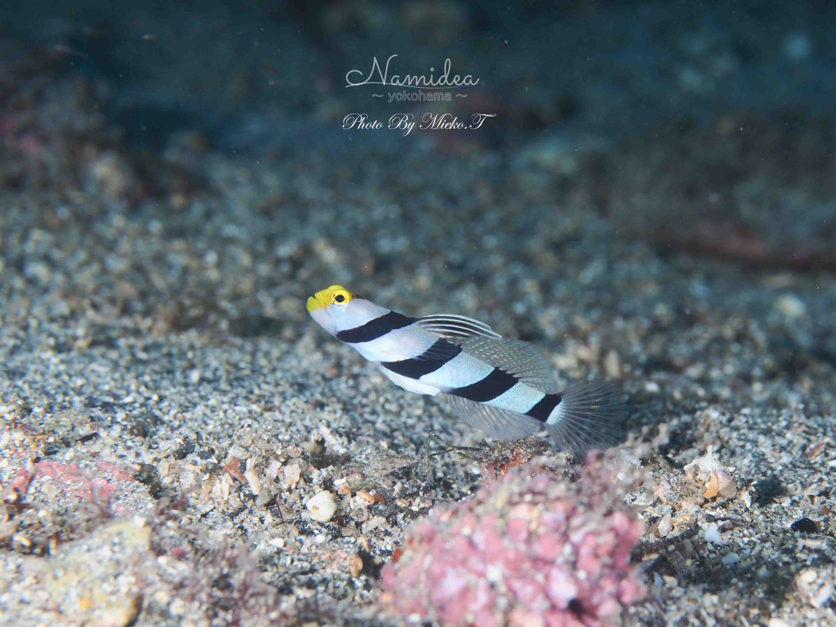 台風明けは富戸でダイビング!