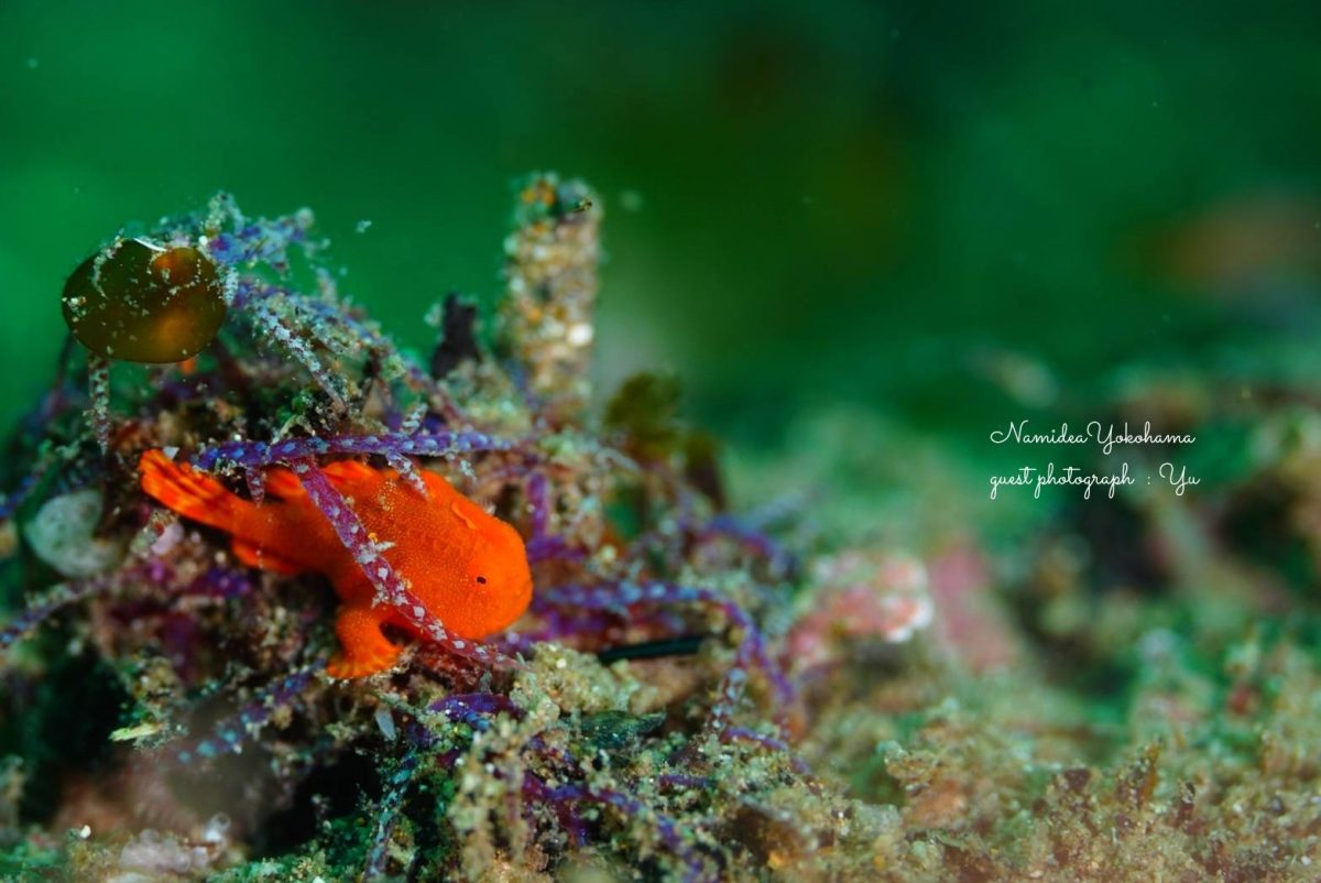 北川　イロカエルアンコウ