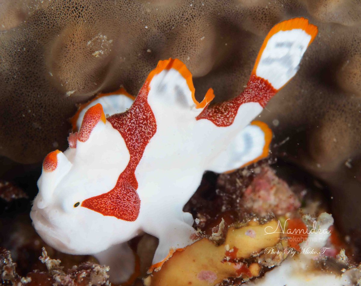 台風明けは富戸でダイビング!